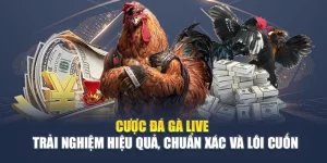 Cược Đá Gà Live - Trải Nghiệm Hiệu Quả, Chuẩn Xác Và Lôi Cuốn